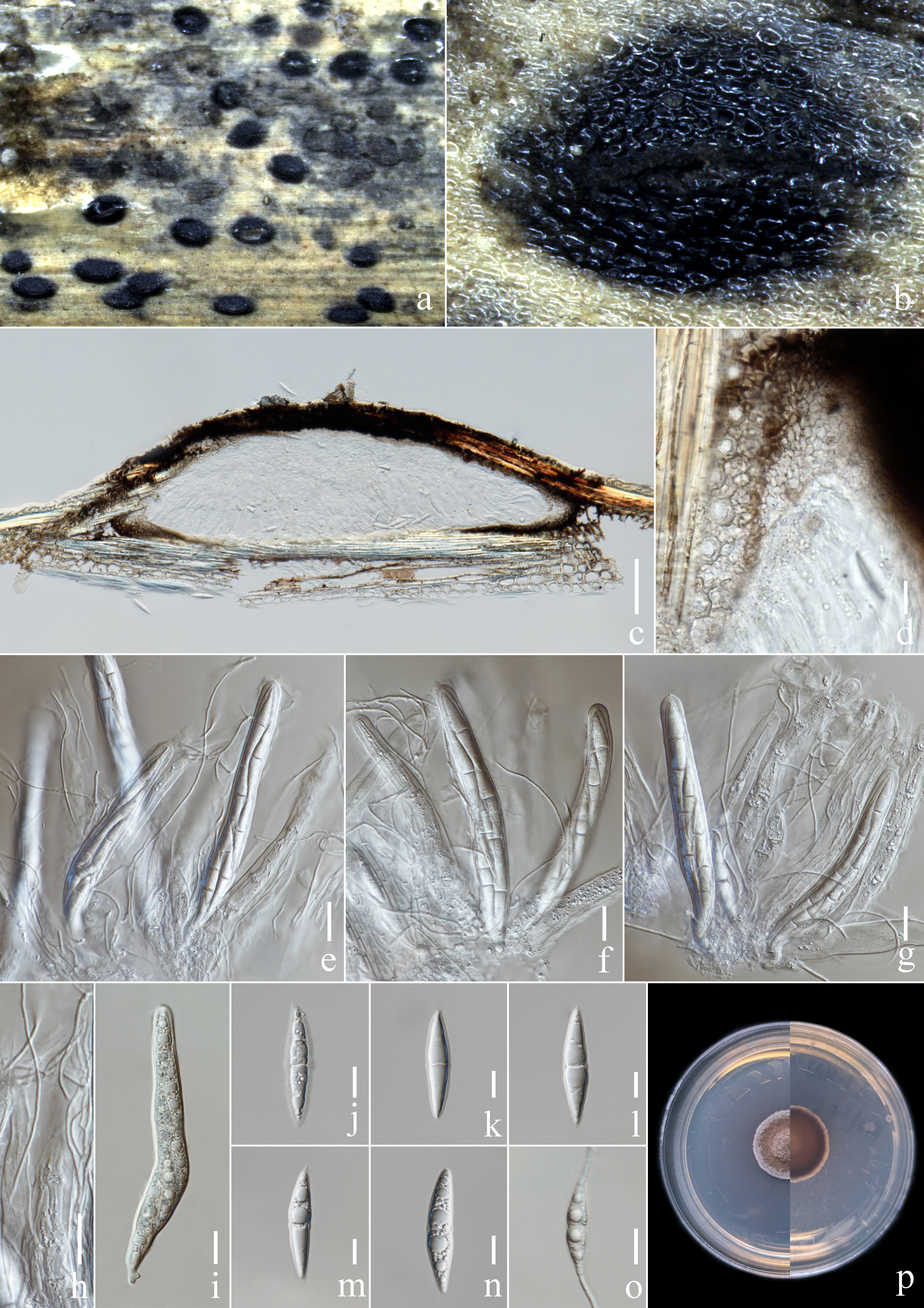 Figure 19